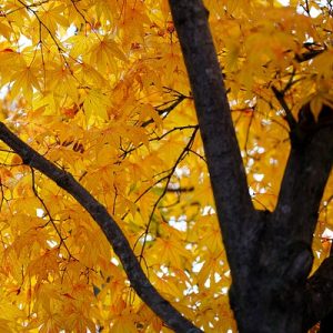 投稿についてもっと詳しく 動詞の右側に色