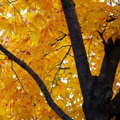 投稿についてもっと詳しく 動詞の右側に色